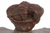 Enrolled Red Morocops Trilobite - Hmar Laghdad, Morocco #328627-3